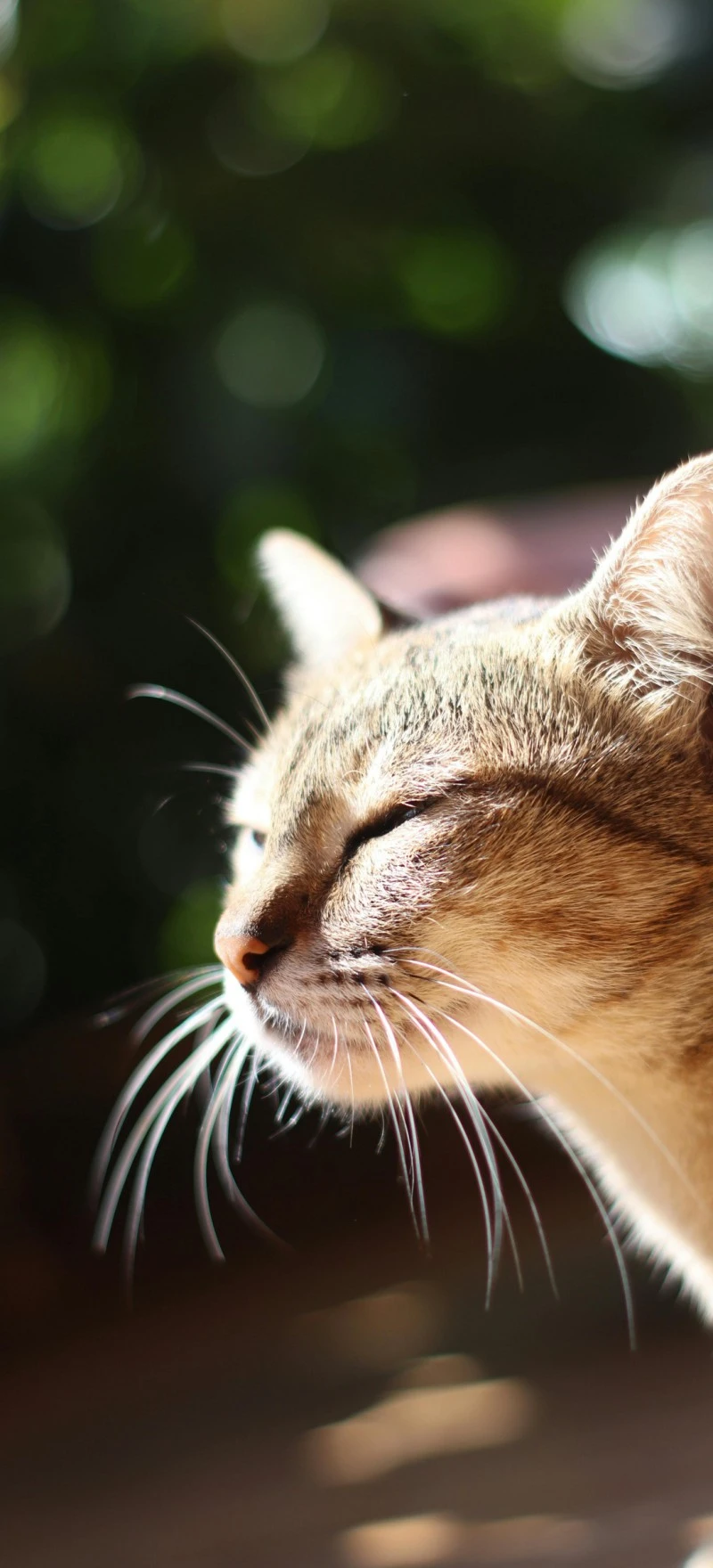 Cat Relaxing in the Sun 4K Mobile Wallpaper