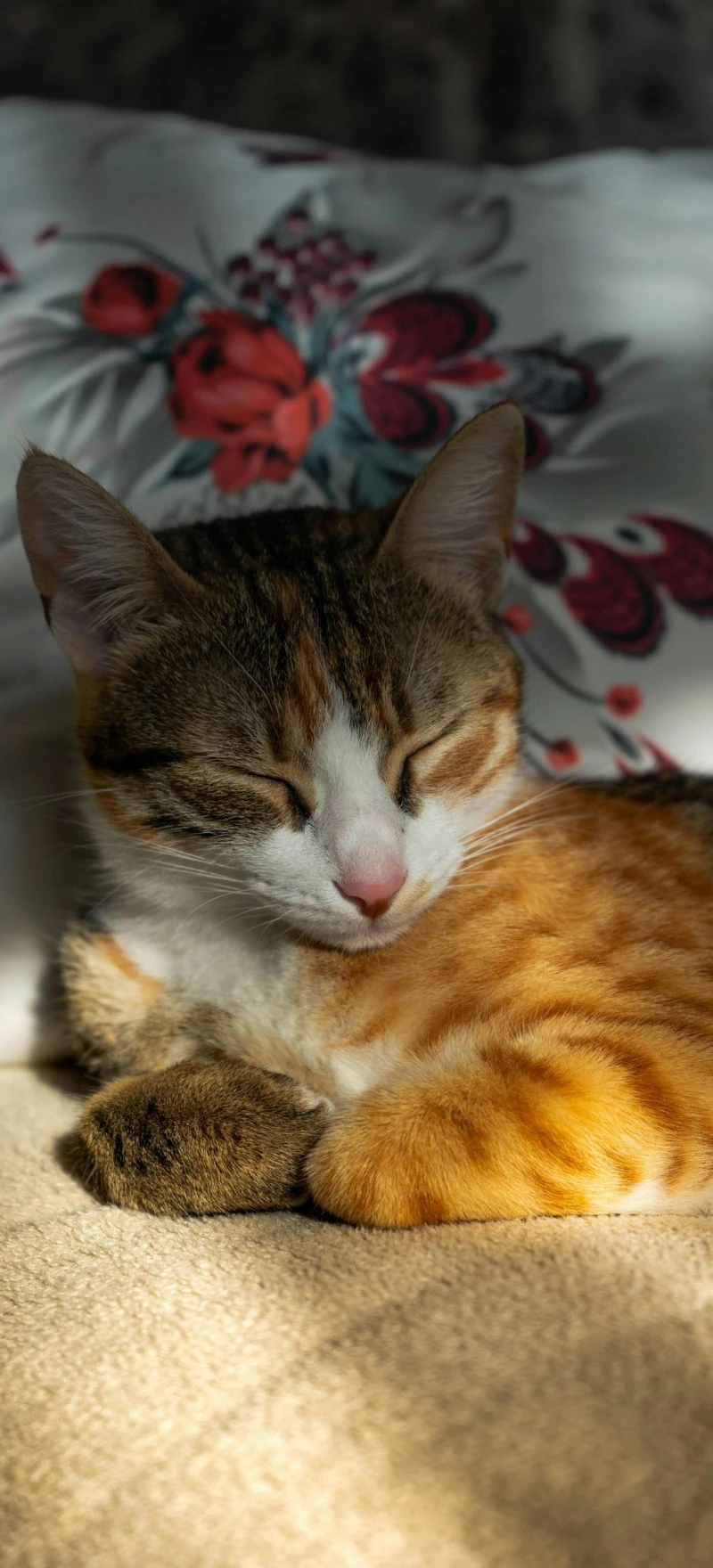 Sleeping Cat 4K Mobile Wallpaper