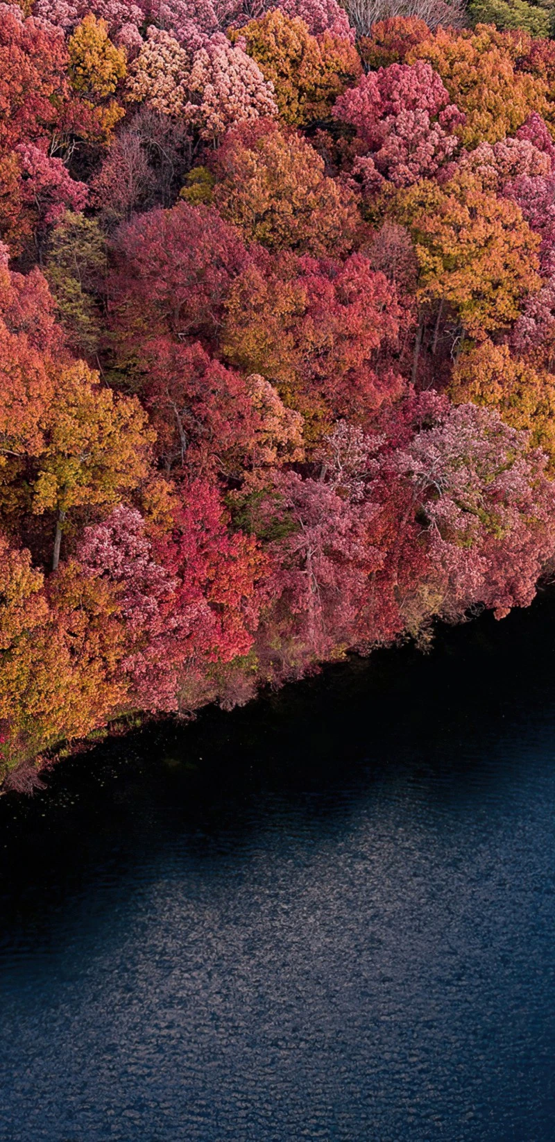 Autumnal Forest by the Lake 4K Mobile Wallpaper