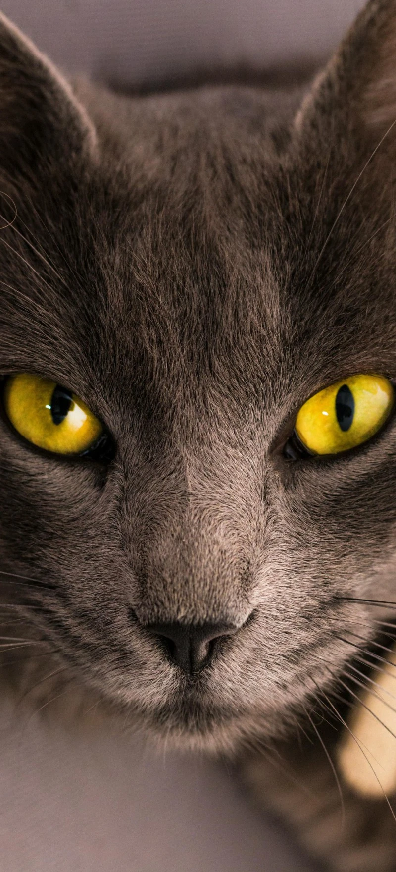 Intense Grey Cat Gaze 4K Mobile Wallpaper