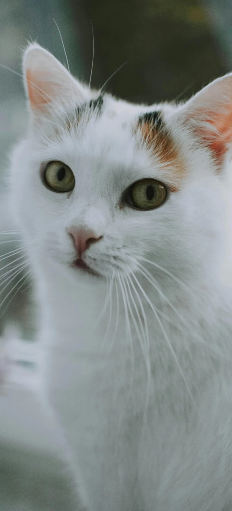 Calico Cat Portrait 4K Mobile Wallpaper