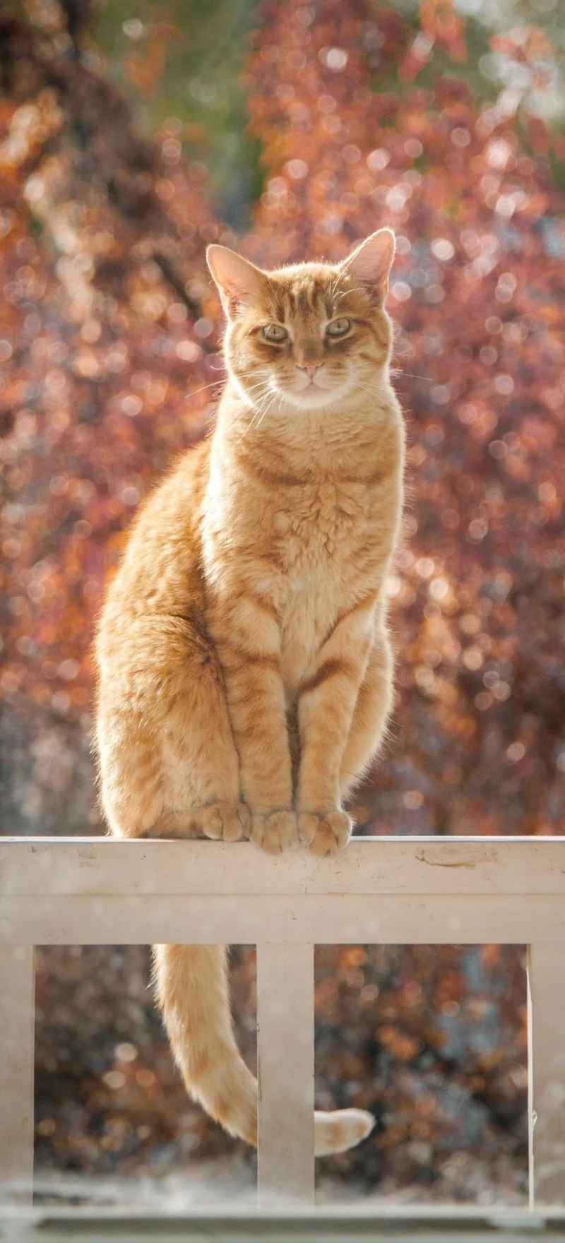 Ginger Cat on a Fence 4K Mobile Wallpaper