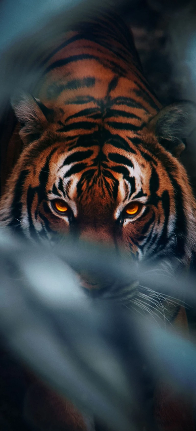 Intense Tiger 4K Mobile Wallpaper