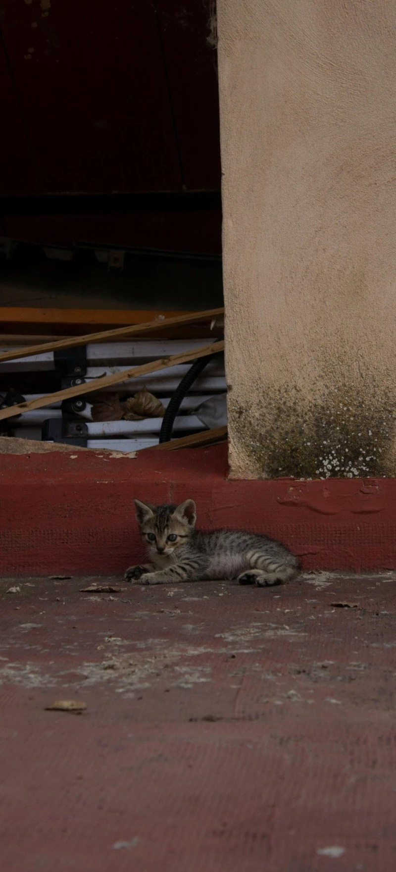 Tabby Kitten Hiding 4K Mobile Wallpaper