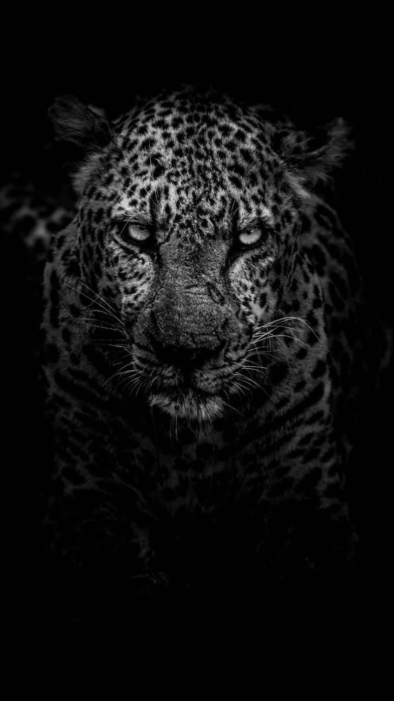 Intense Leopard Portrait 4K Mobile Wallpaper