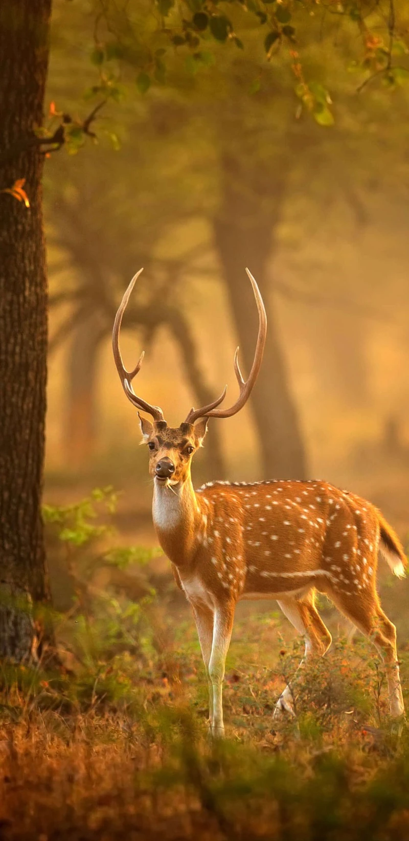 Majestic Axis Deer in Golden Light 4K Mobile Wallpaper
