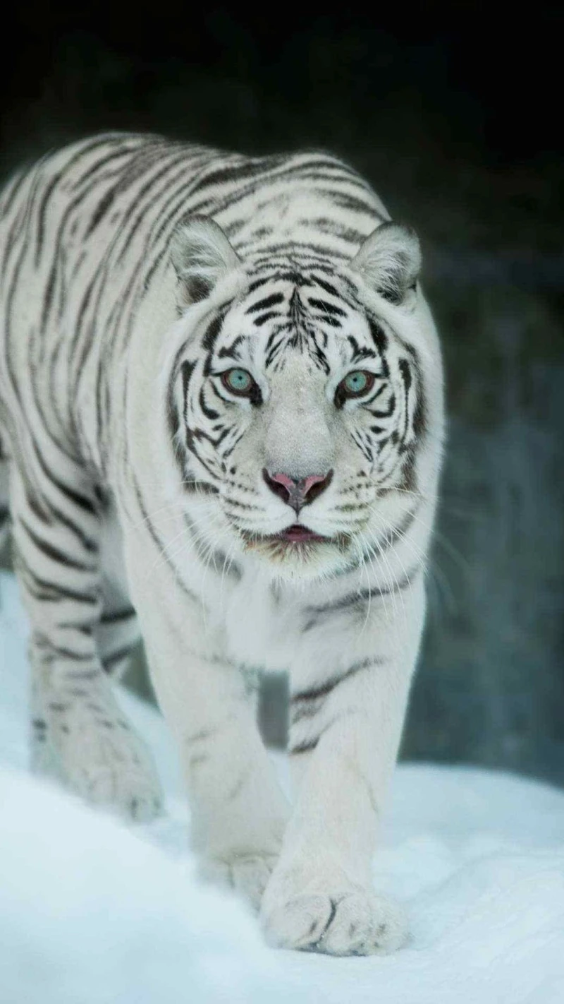 Majestic White Tiger 4K Mobile Wallpaper