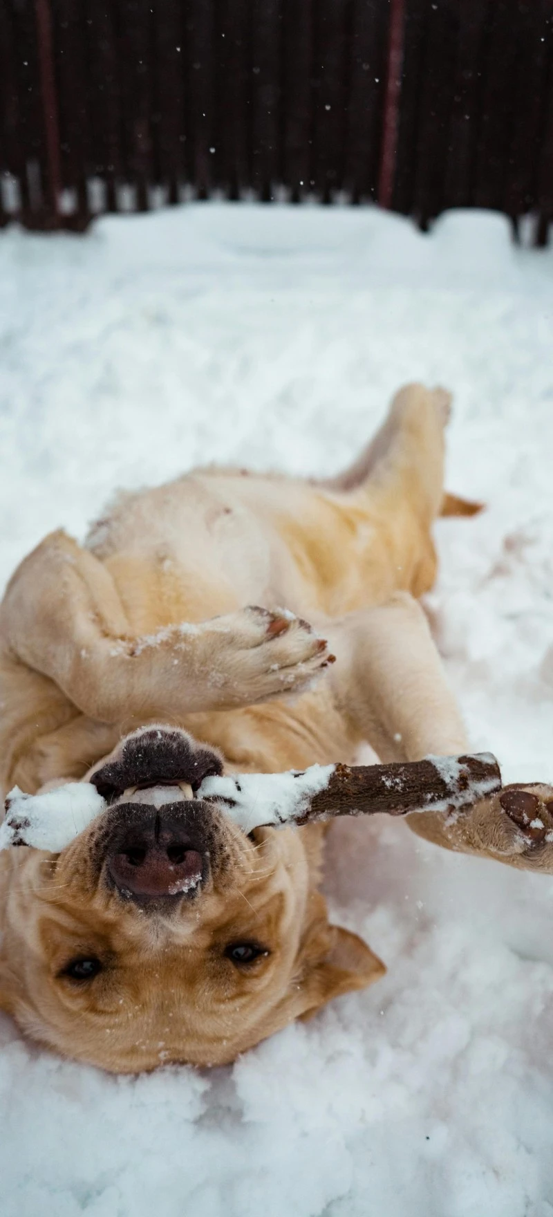 Labrador Playing in the Snow 4K Mobile Wallpaper
