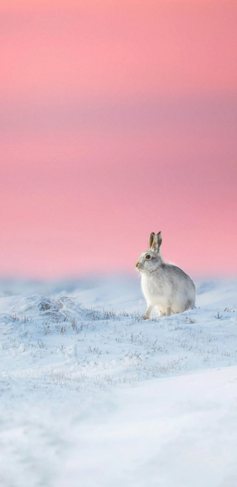 Arctic Hare at Sunset 4K Mobile Wallpaper