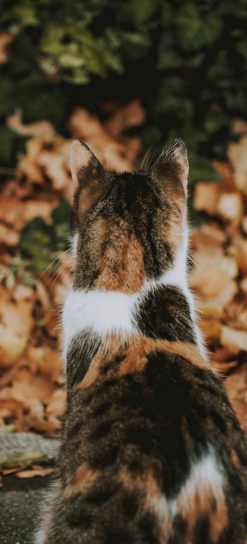 Calico Cat in Autumn Leaves 4K Mobile Wallpaper