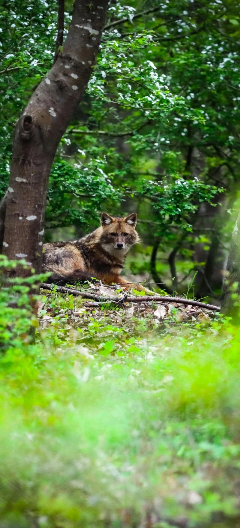 Golden Jackal in the Forest 4K Mobile Wallpaper