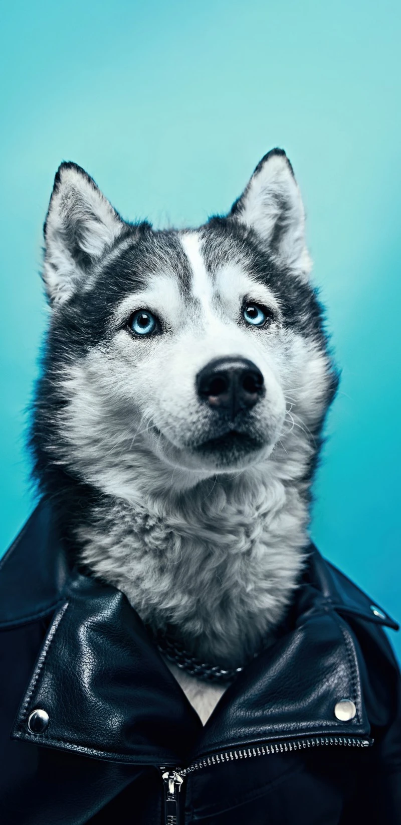 Cool Husky in a Leather Jacket 4K Mobile Wallpaper