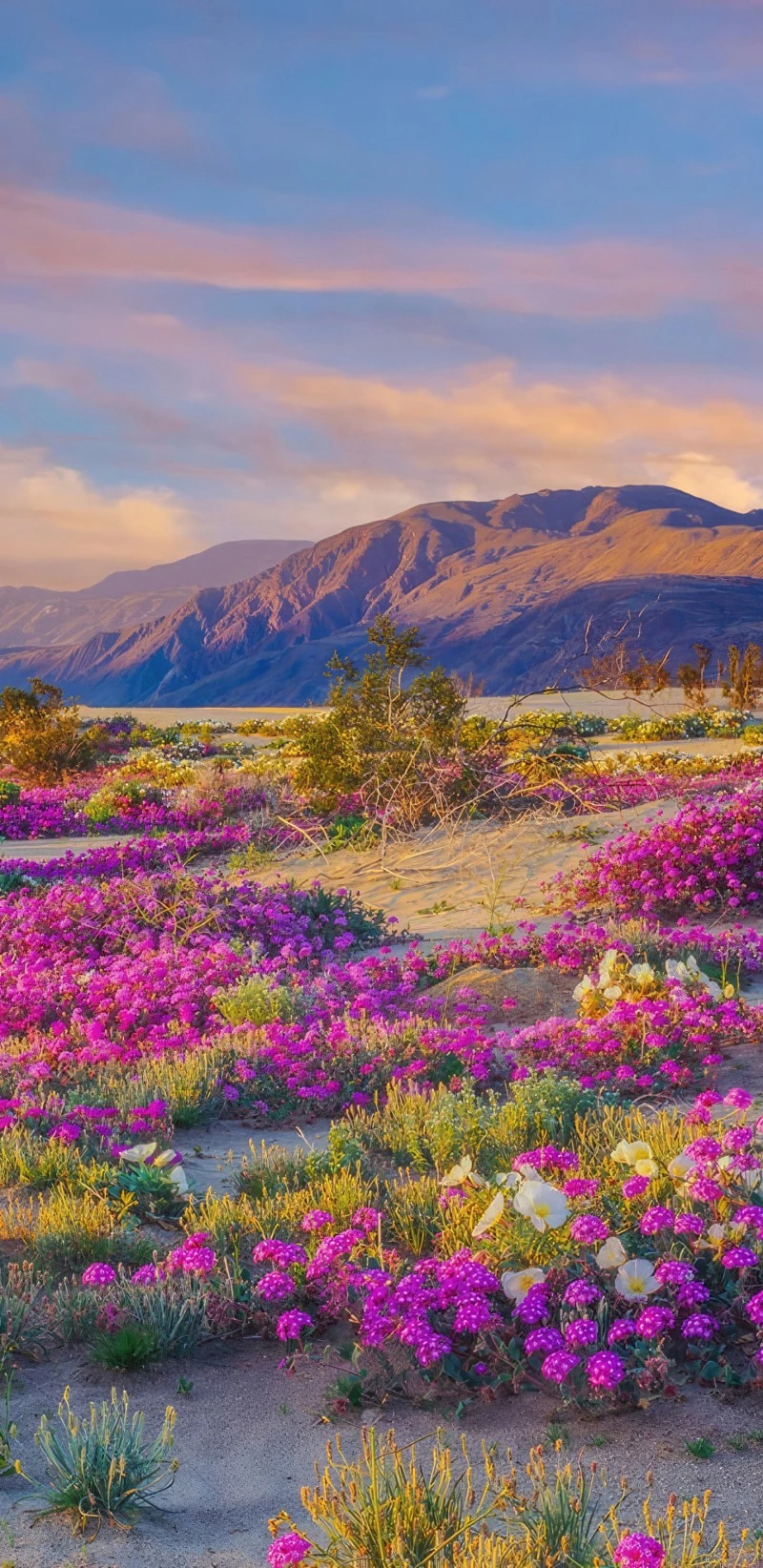 Desert Wildflowers at Sunrise 4K Mobile Wallpaper