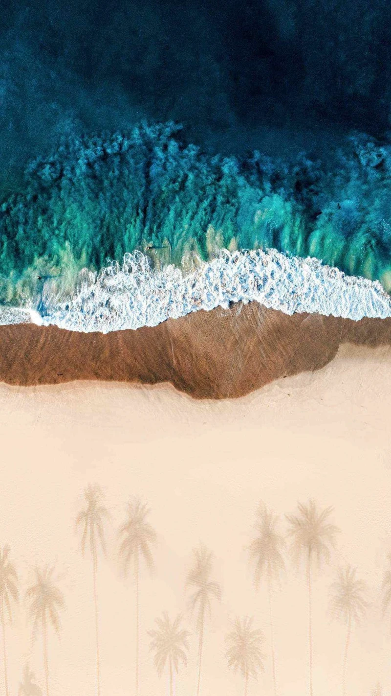 Palm Tree Shadows on the Beach 4K Mobile Wallpaper