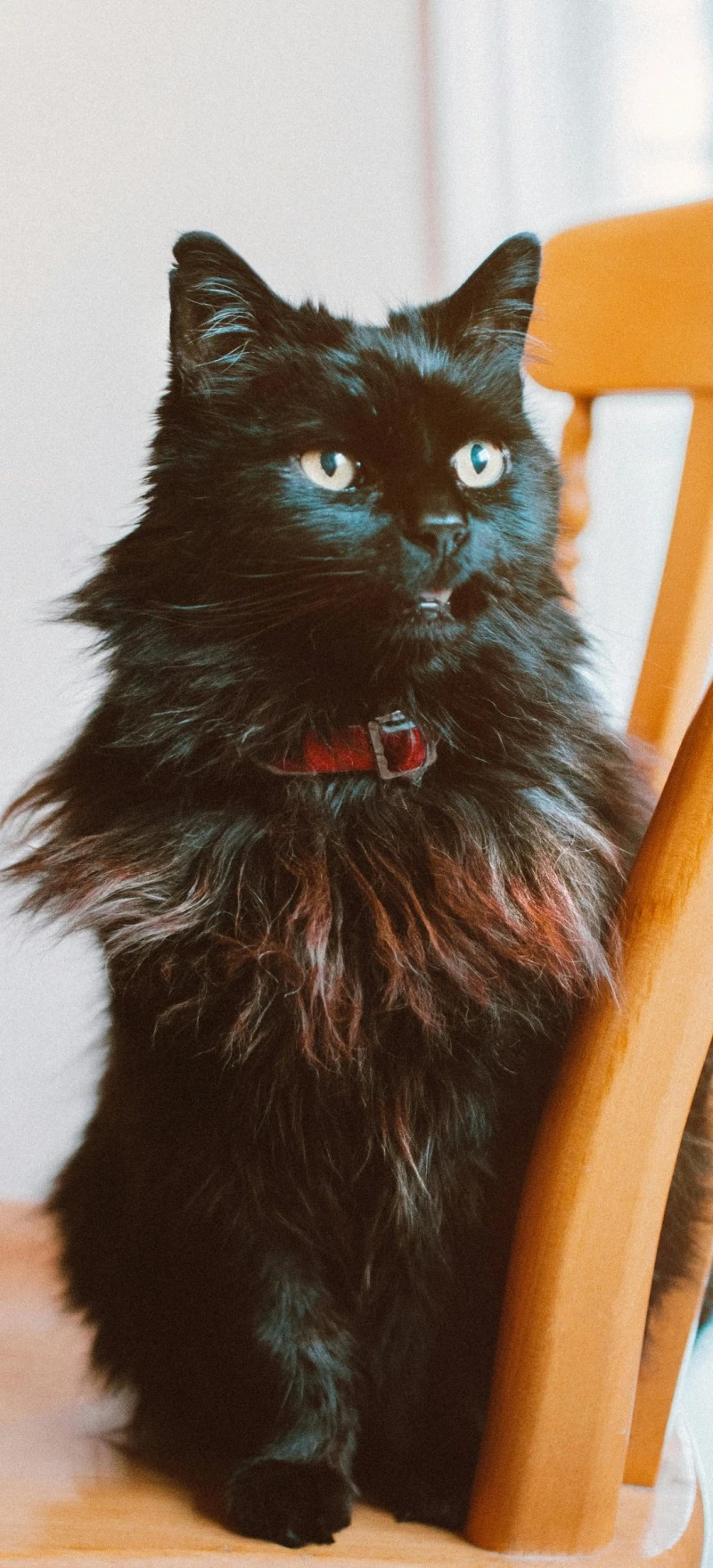 Fluffy Black Cat 4K Mobile Wallpaper