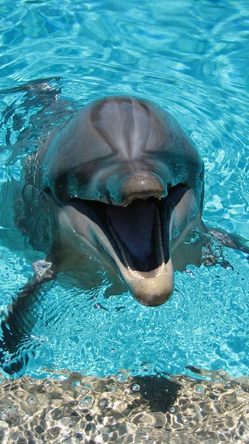 Smiling Dolphin 4K Mobile Wallpaper