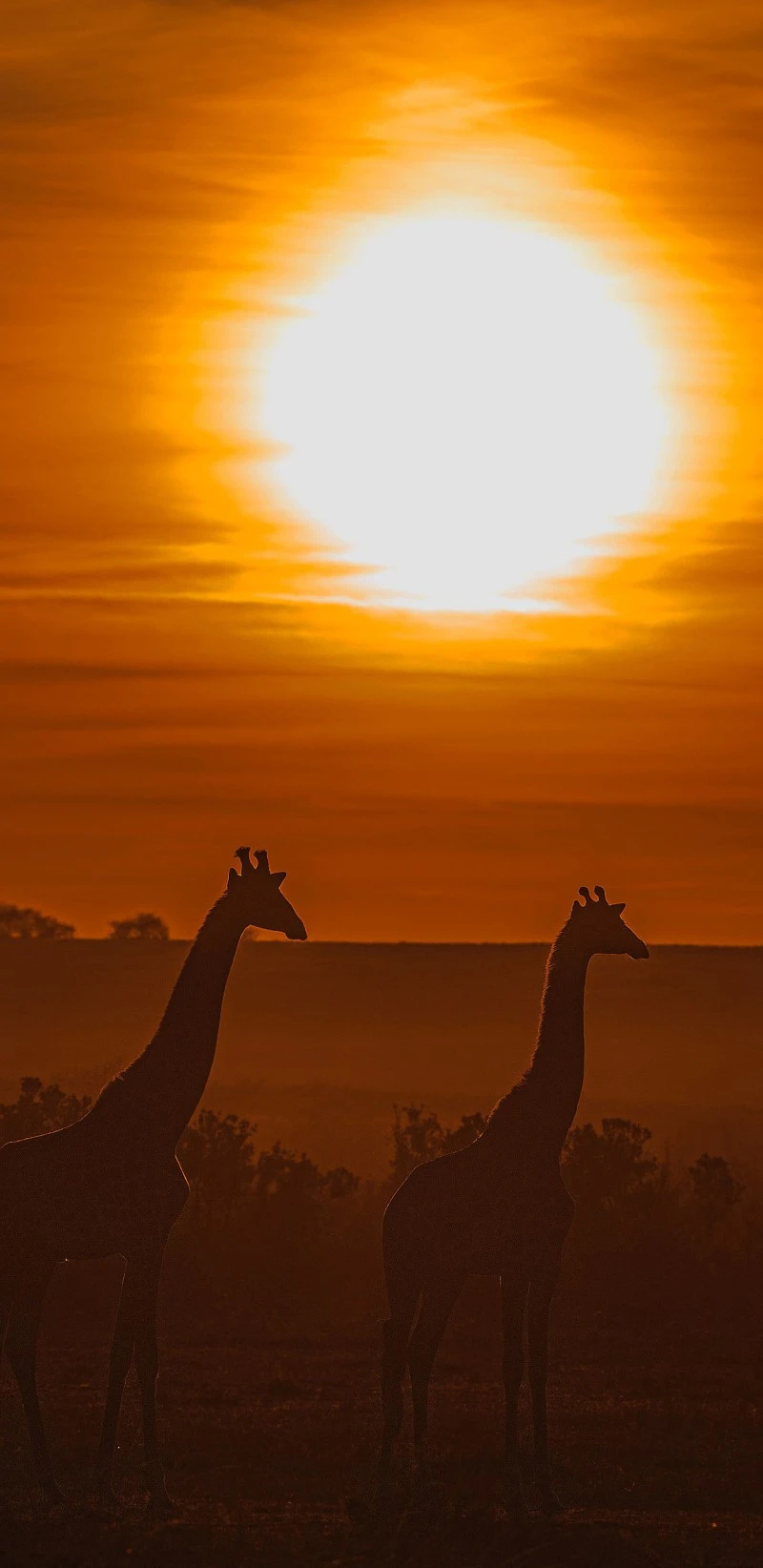 Giraffes at Sunset 4K Mobile Wallpaper