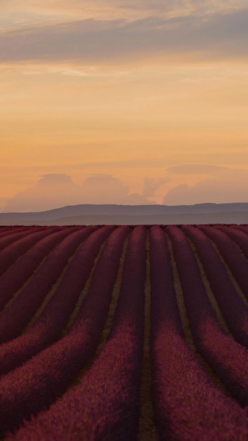 4K mobile wallpaper Vibrant Lavender Fields - high resolution for Android and iPhone