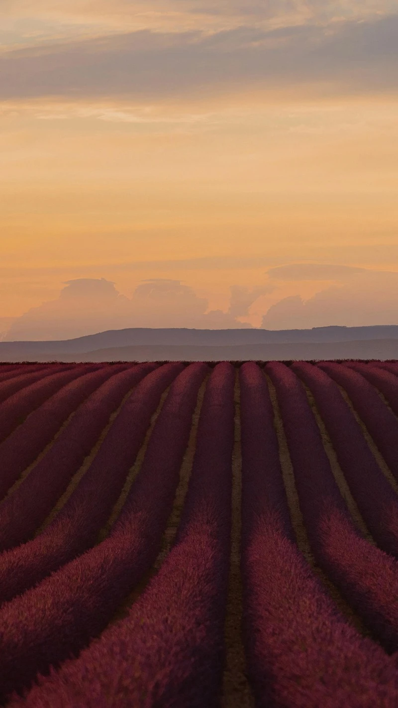 Vibrant Lavender Fields 4K Mobile Wallpaper