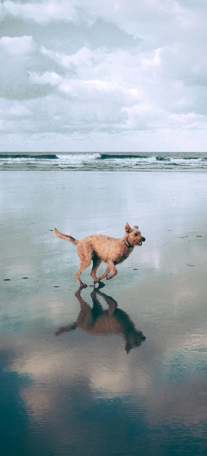 Dog Running on the Beach 4K Mobile Wallpaper