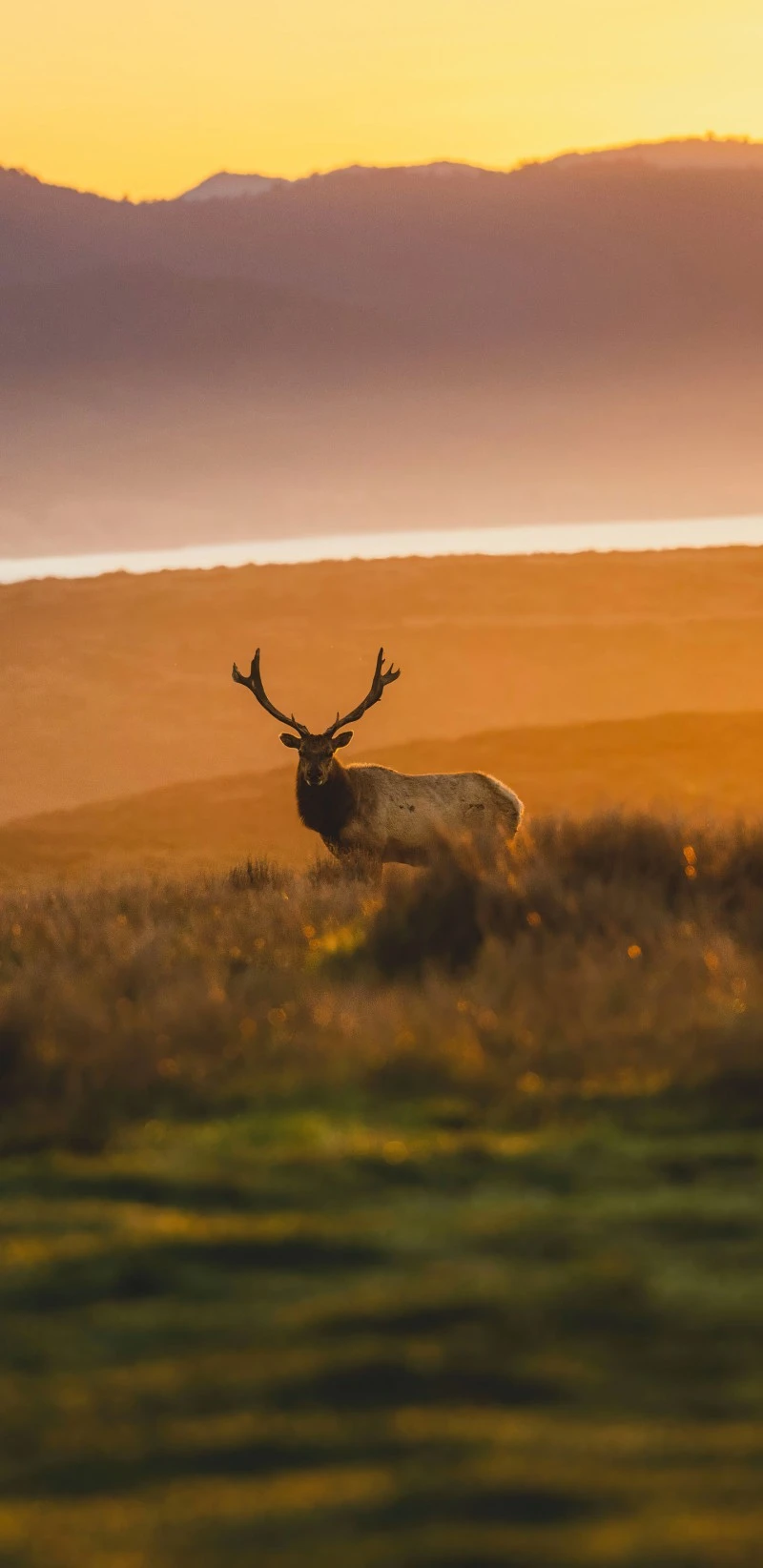Majestic Elk at Sunset 4K Mobile Wallpaper