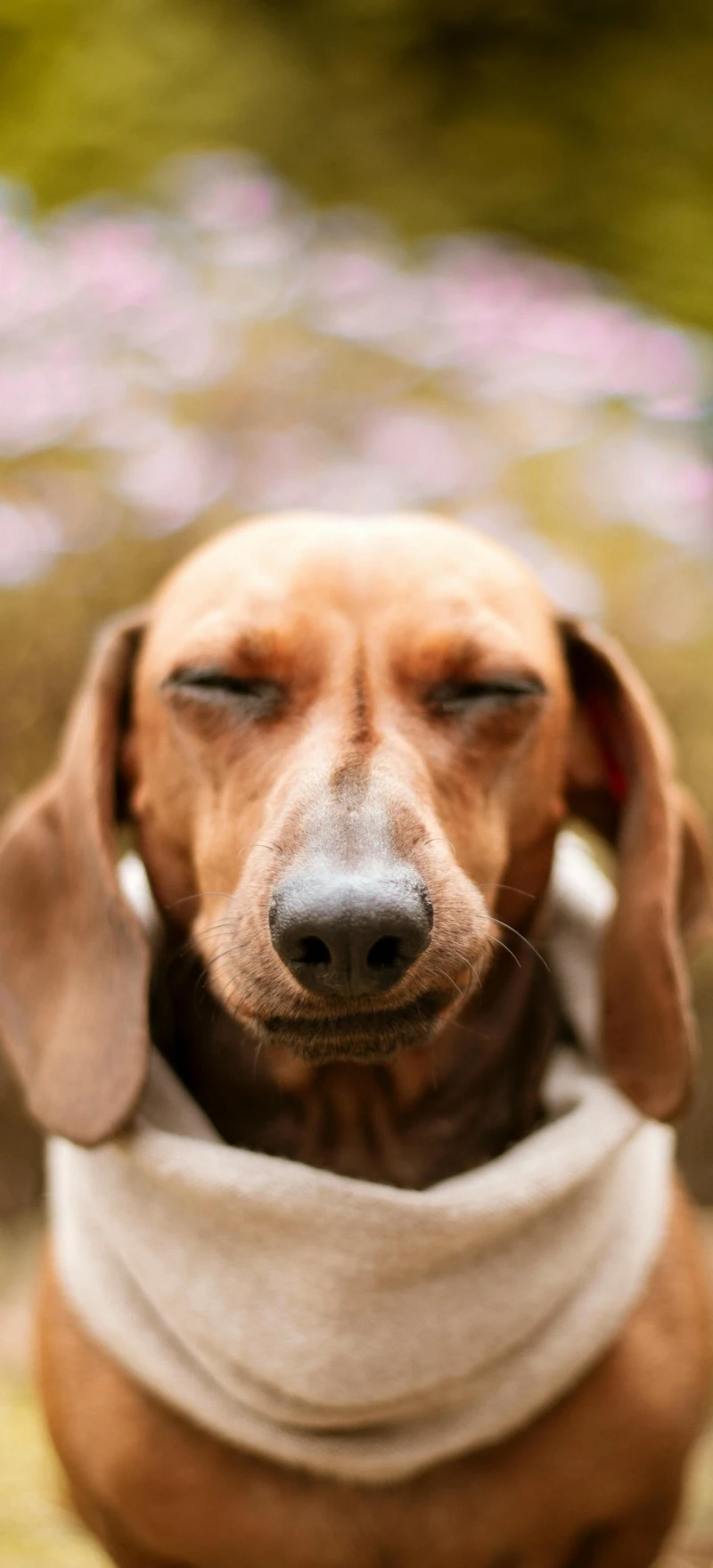Serene Dachshund 4K Mobile Wallpaper