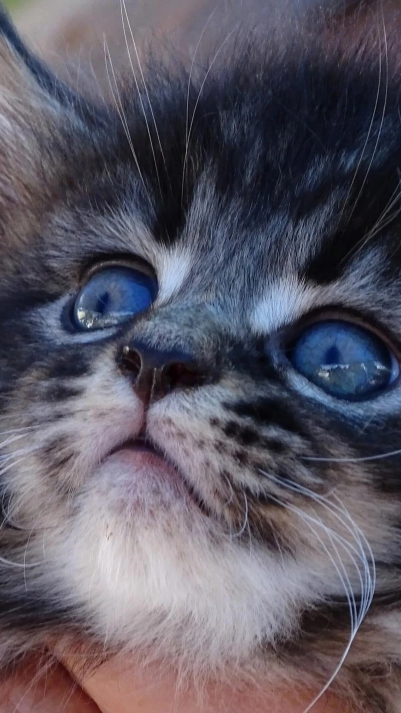 Adorable Kitten with Striking Blue Eyes 4K Mobile Wallpaper