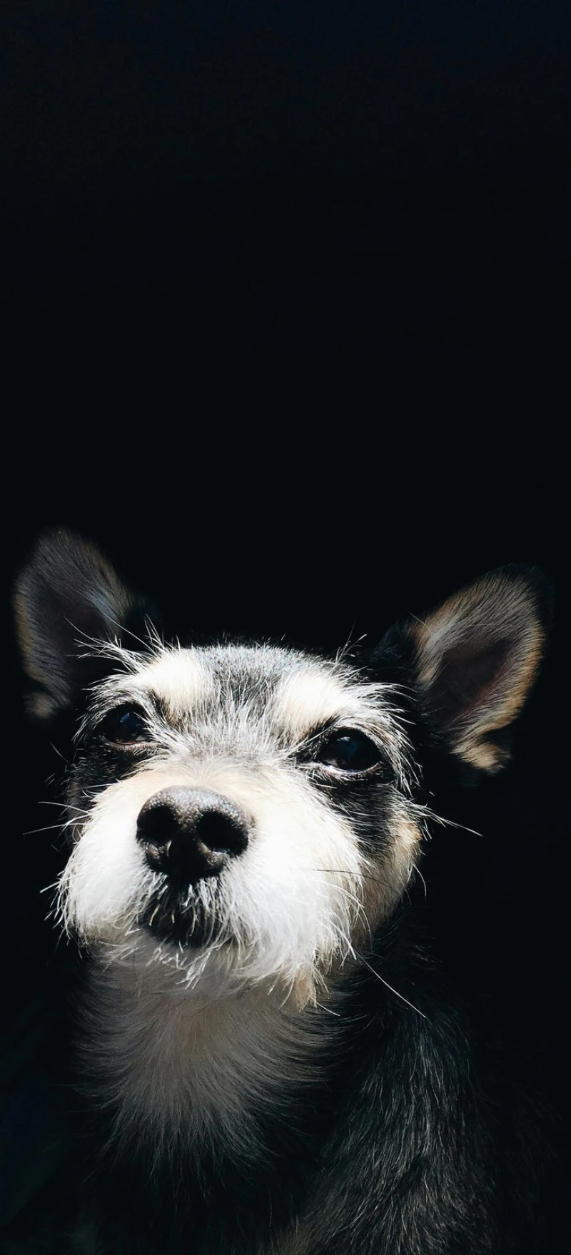 Small Dog Portrait 4K Mobile Wallpaper