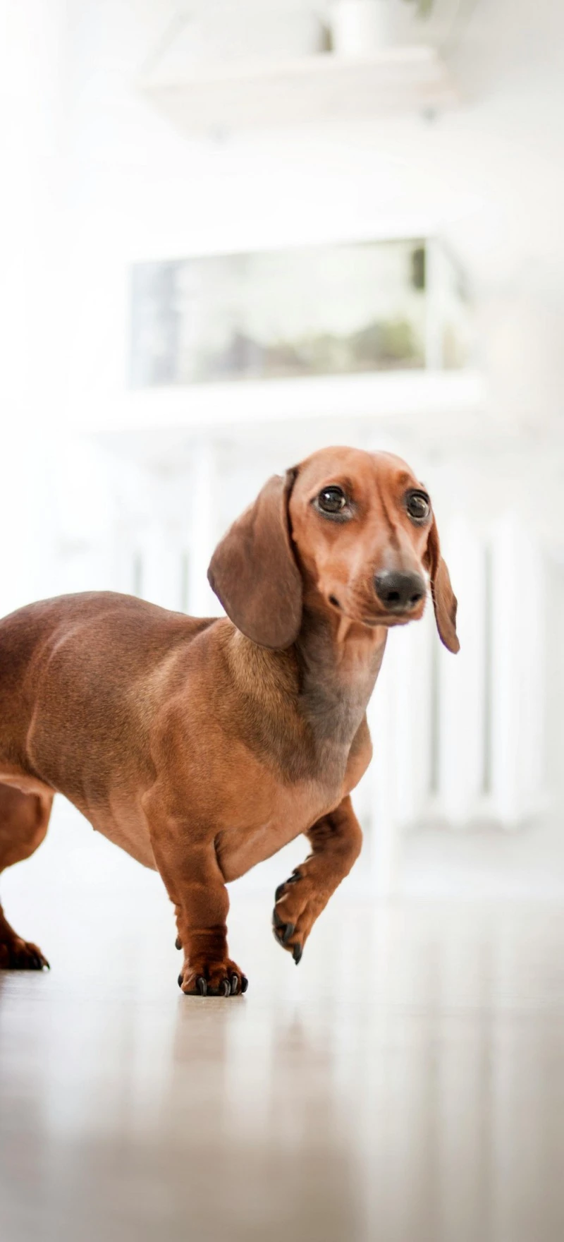 Elegant Dachshund 4K Mobile Wallpaper