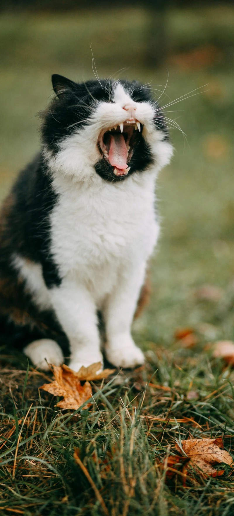 Yawning Cat in the Grass 4K Mobile Wallpaper