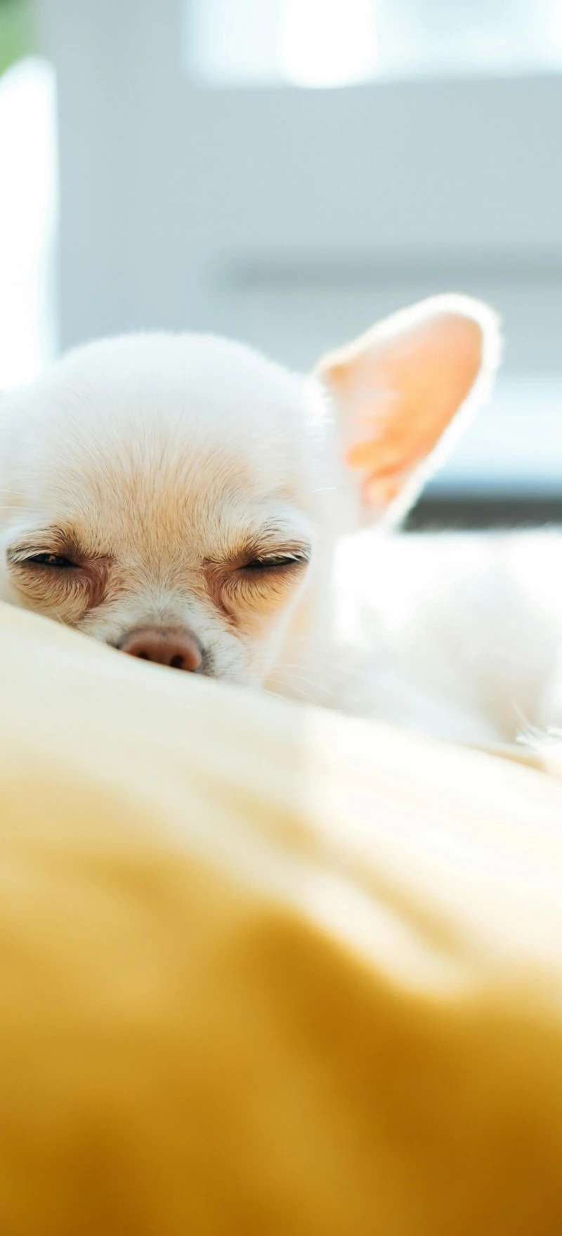 Sleeping Chihuahua 4K Mobile Wallpaper