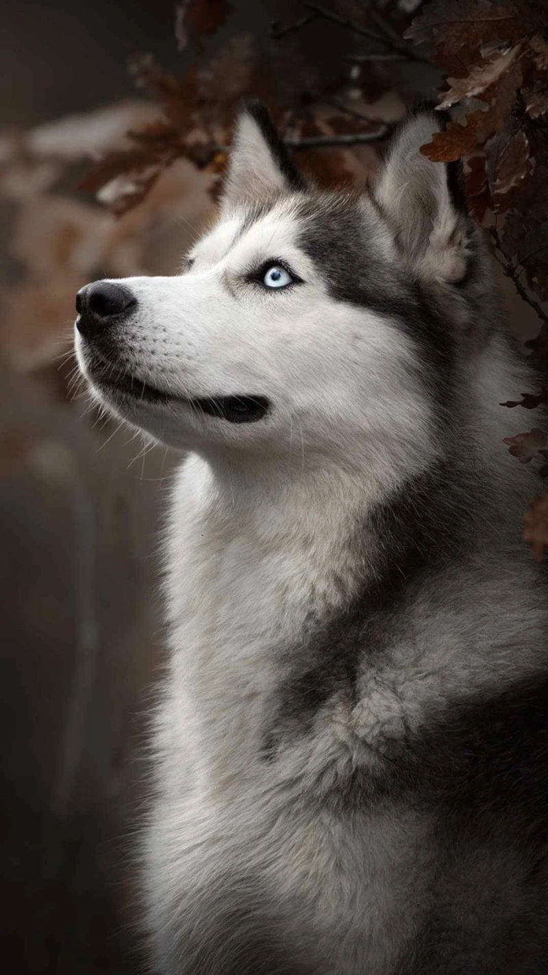 Husky Portrait 4K Mobile Wallpaper