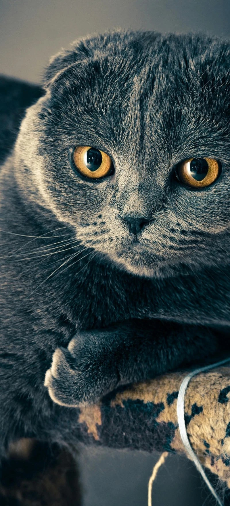 Scottish Fold Cat 4K Mobile Wallpaper
