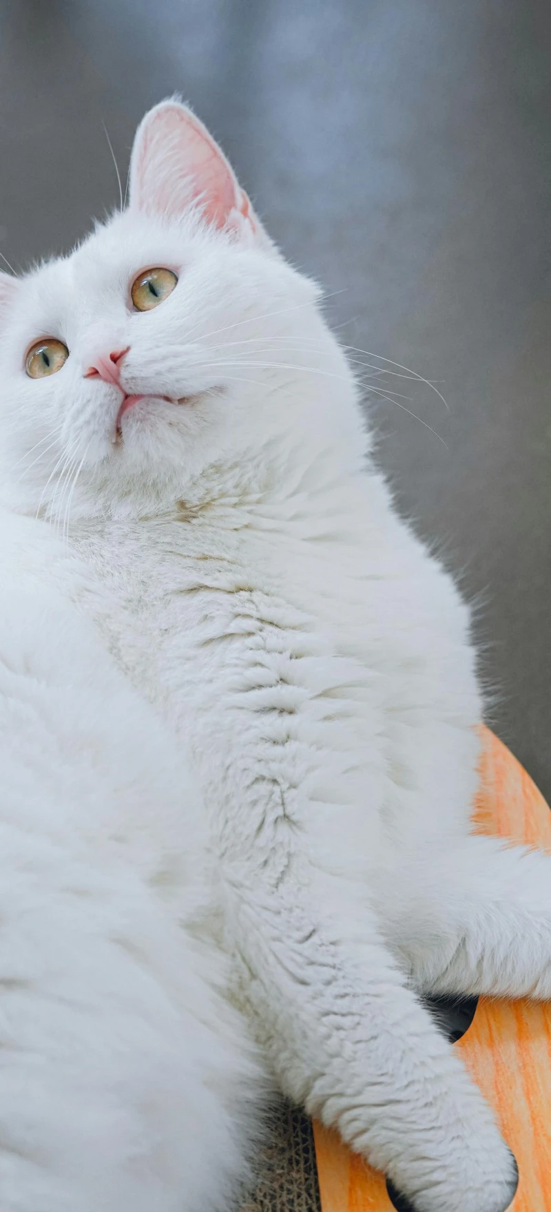 Fluffy White Cat Relaxing 4K Mobile Wallpaper