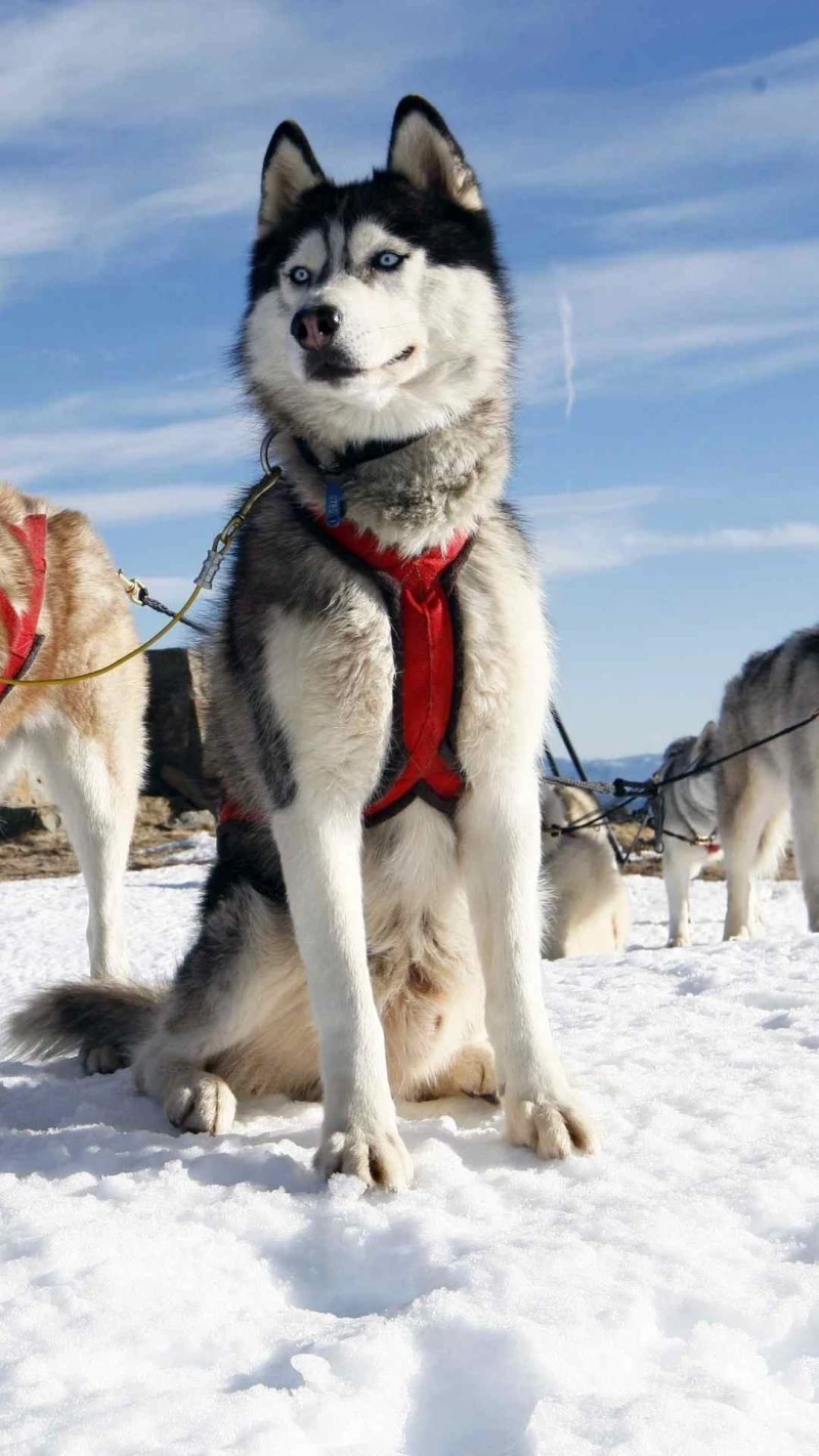 Husky in Snowy Landscape 4K Mobile Wallpaper
