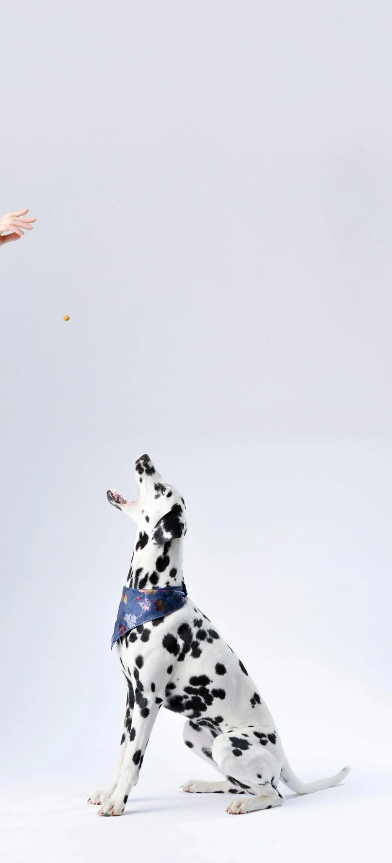 Adorable Dalmatian Catching a Treat 4K Mobile Wallpaper