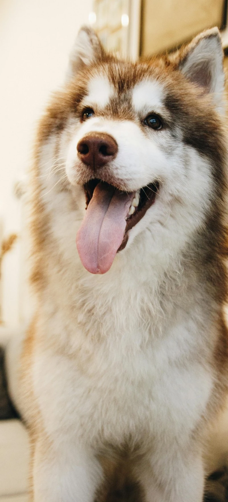 Adorable Siberian Husky Puppy 4K Mobile Wallpaper