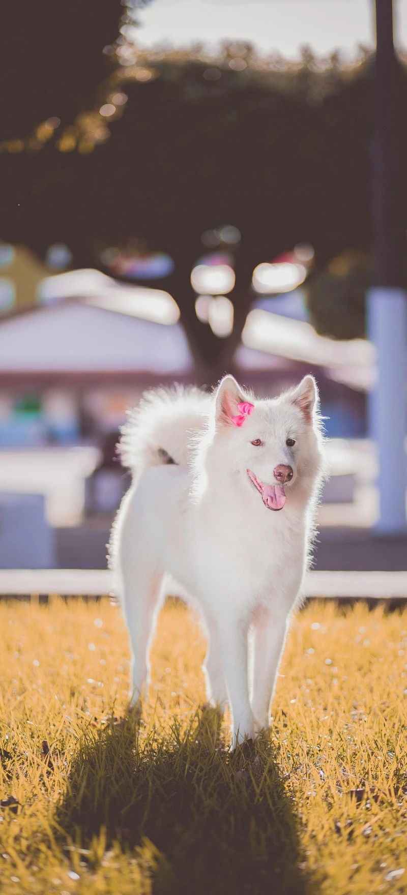 Adorable Samoyed Puppy 4K Mobile Wallpaper