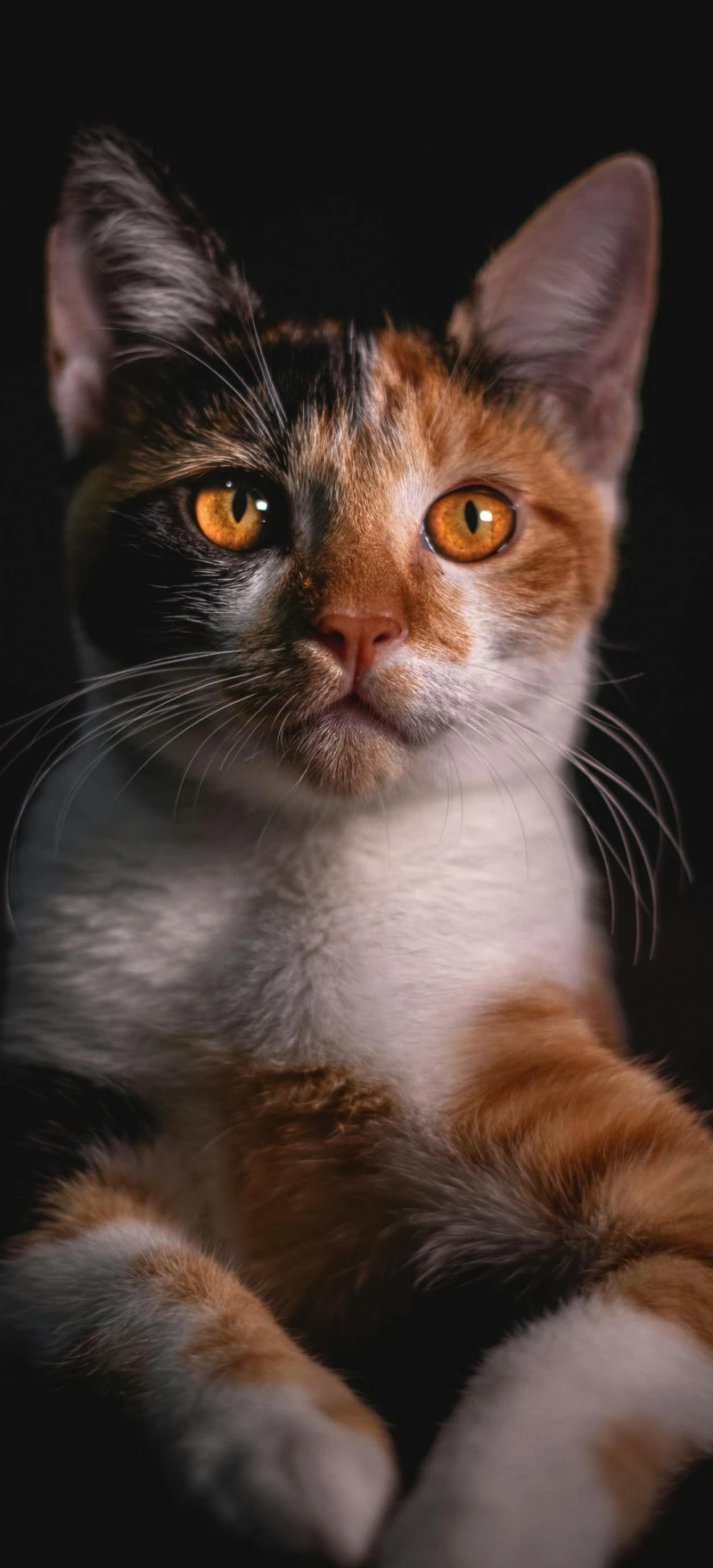 Calico Kitten Portrait 4K Mobile Wallpaper