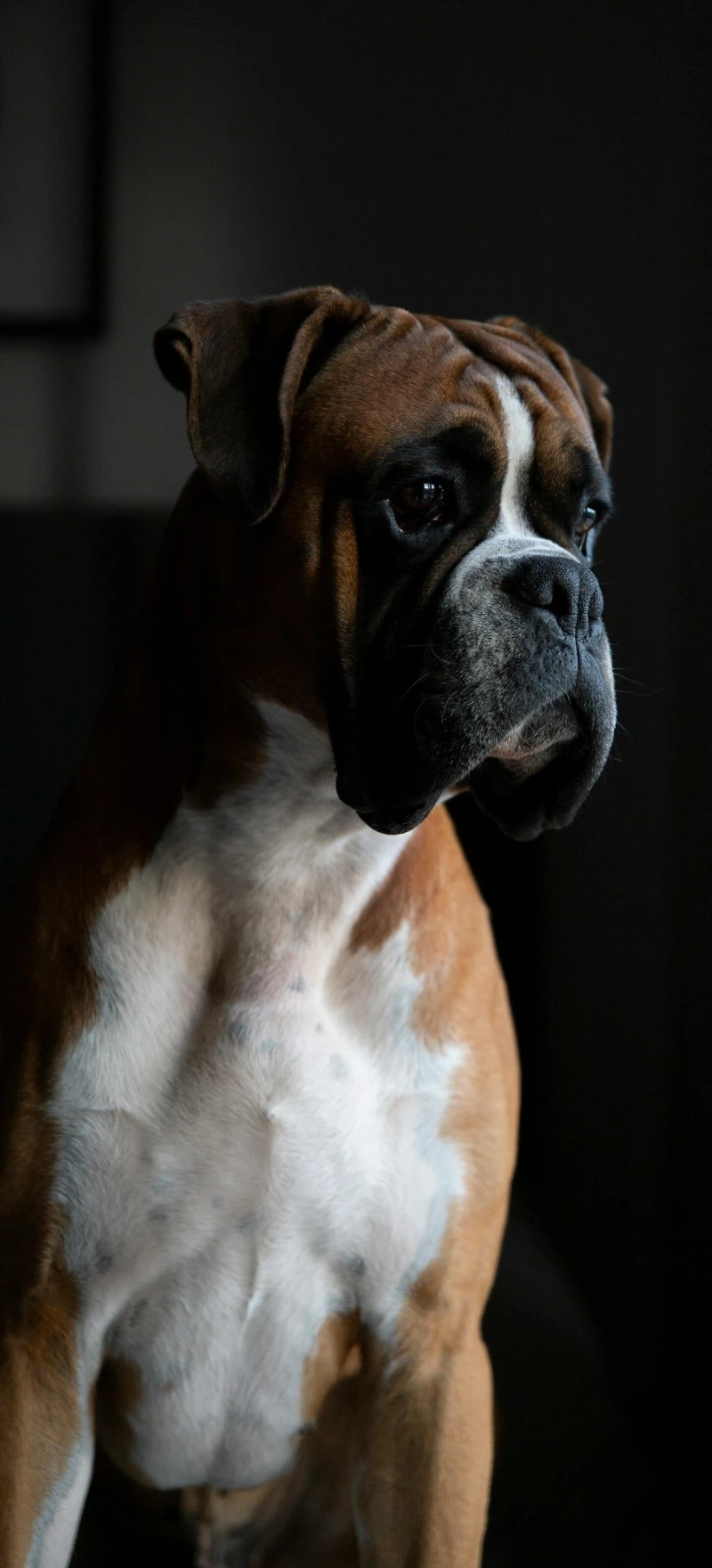Majestic Boxer Dog Portrait 4K Mobile Wallpaper