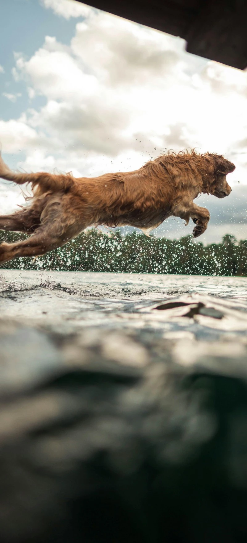 Golden Retriever Leaping into Water 4K Mobile Wallpaper