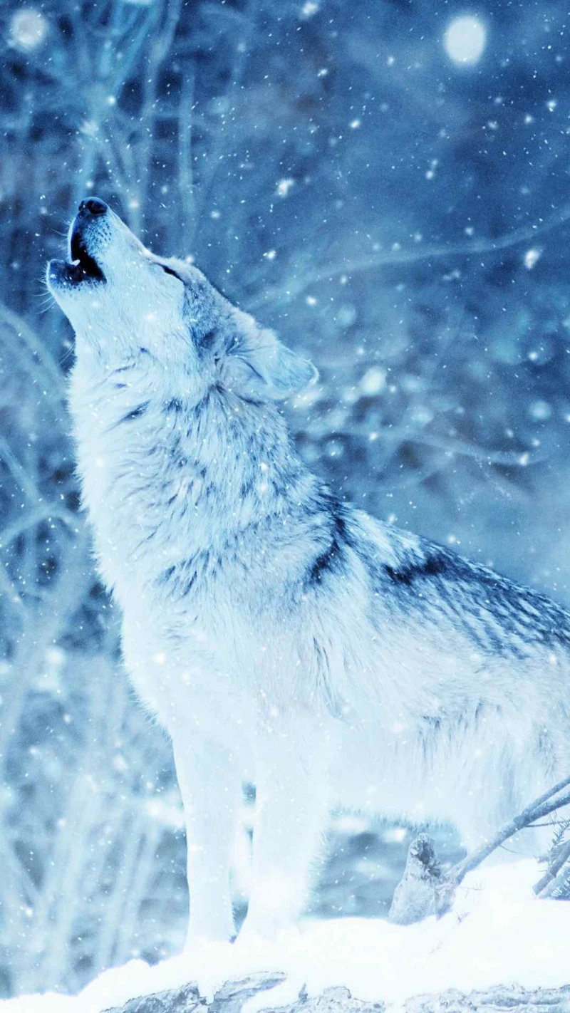 Winter Wolf Howl 4K Mobile Wallpaper