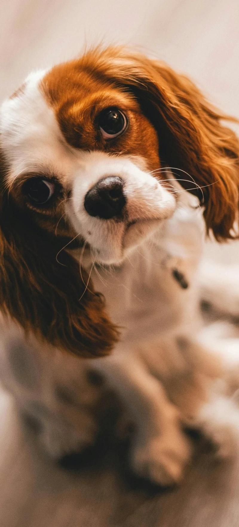 Curious Cavalier King Charles Spaniel 4K Mobile Wallpaper