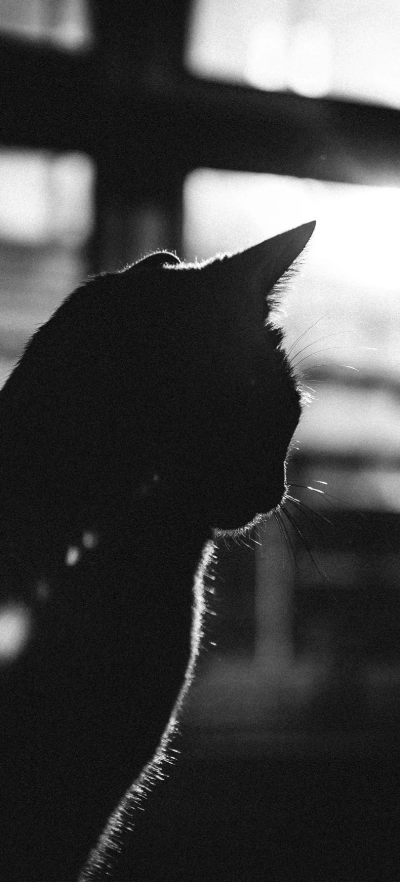 Silhouette of a Black Cat 4K Mobile Wallpaper