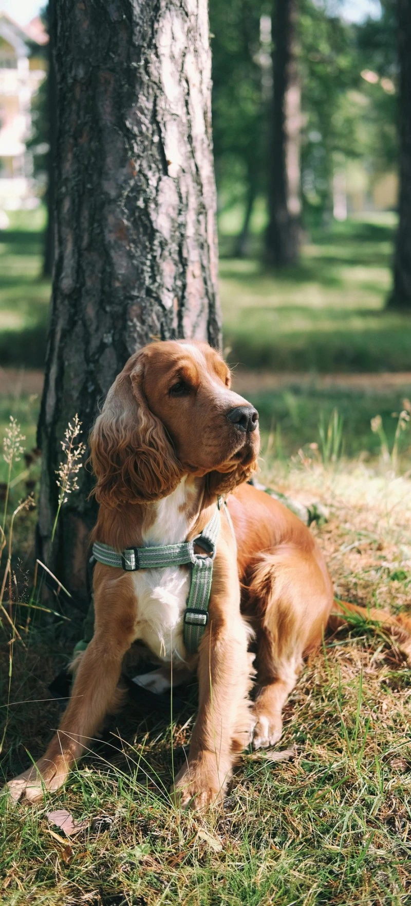 English Cocker Spaniel in the Park 4K Mobile Wallpaper
