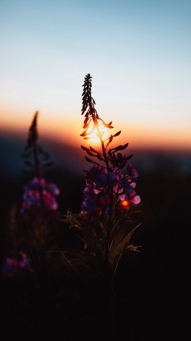 Sunset Bloom 4K Mobile Wallpaper