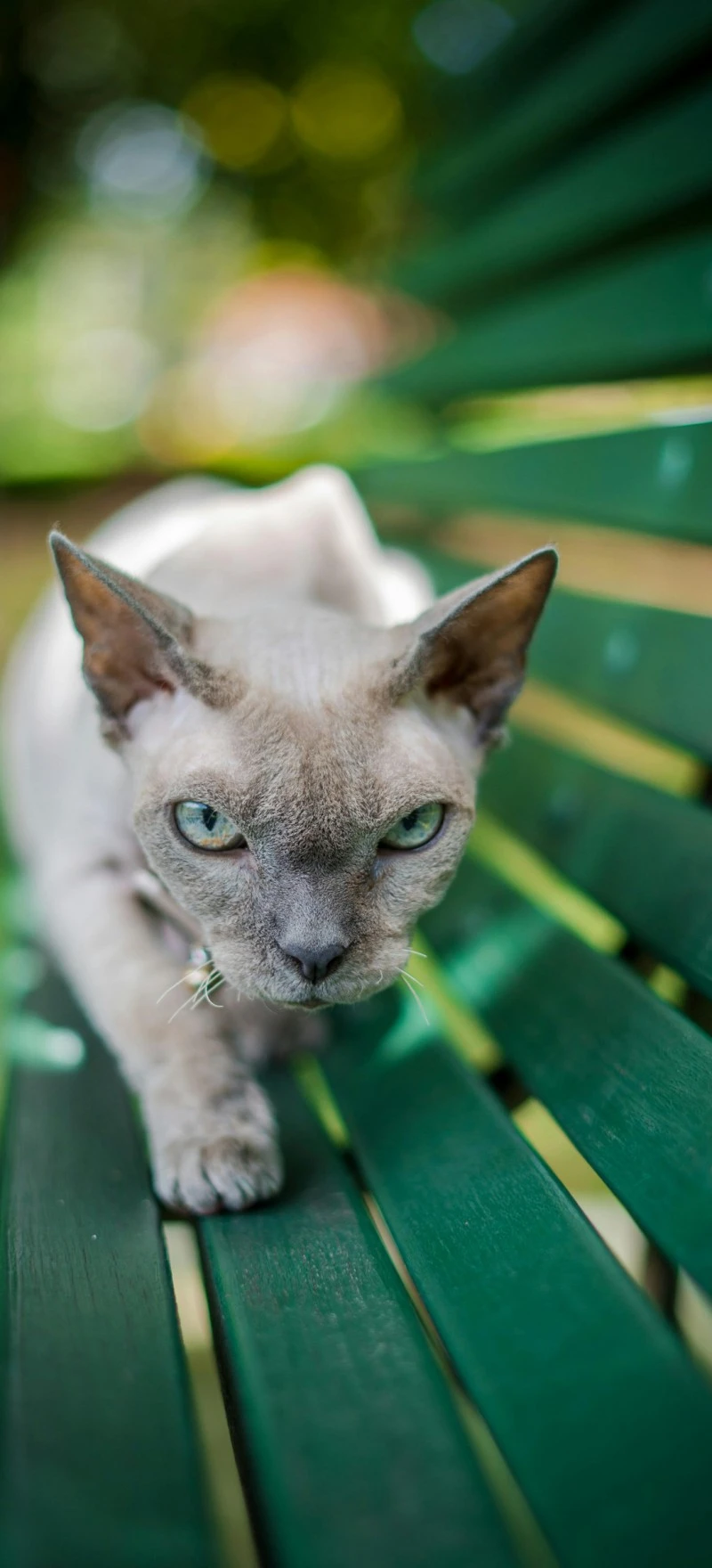 Grumpy Sphynx Cat on a Bench 4K Mobile Wallpaper