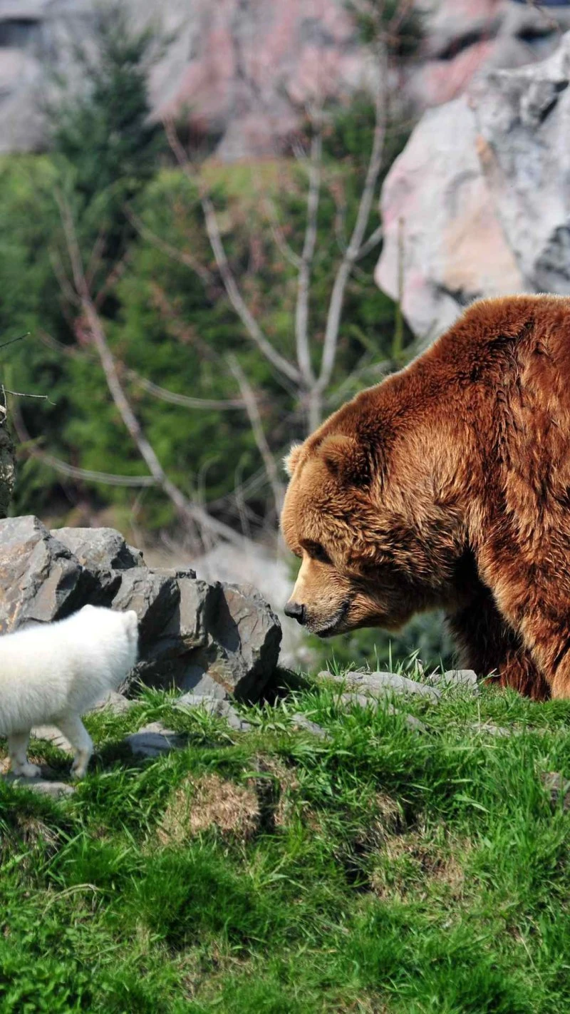 Grizzly Bear and Arctic Fox Encounter 4K Mobile Wallpaper