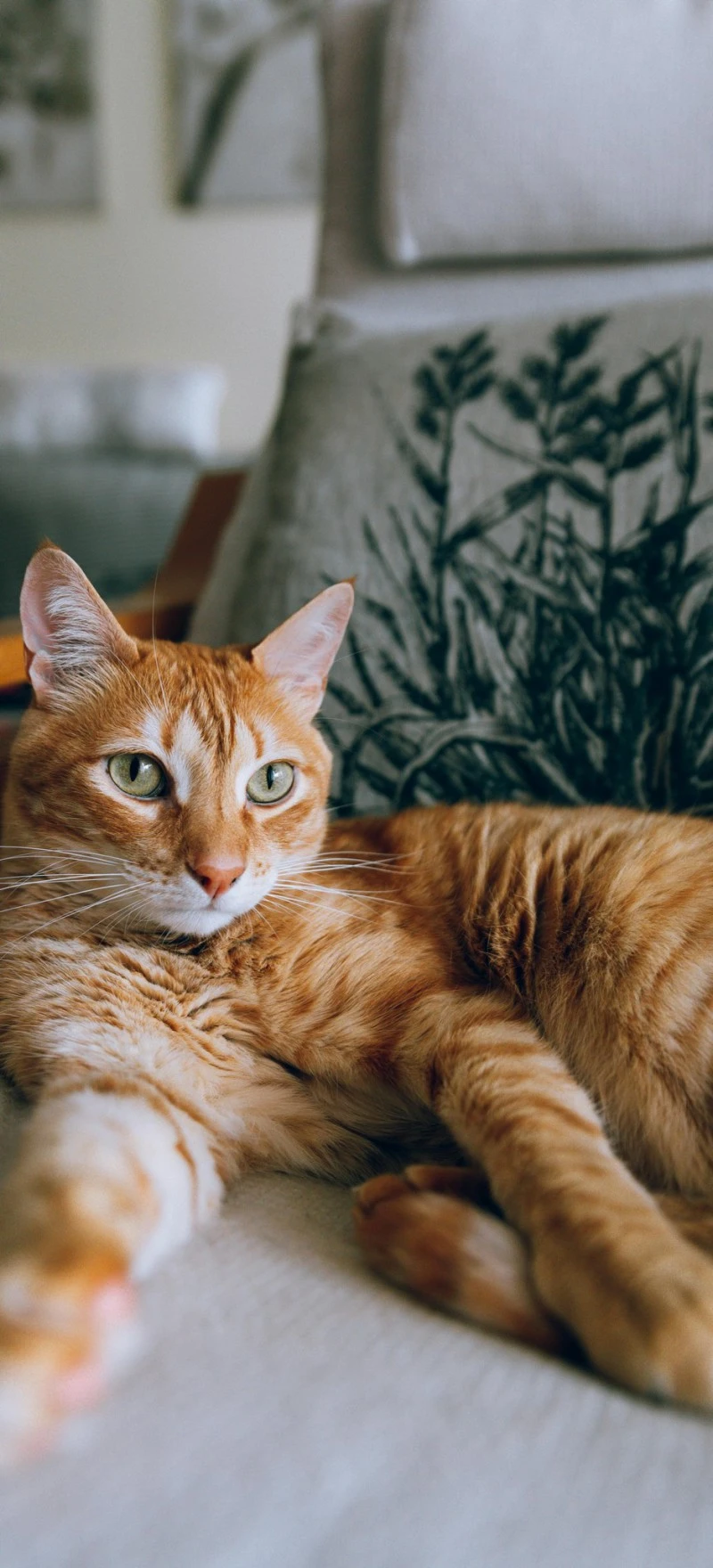 Relaxed Ginger Cat 4K Mobile Wallpaper
