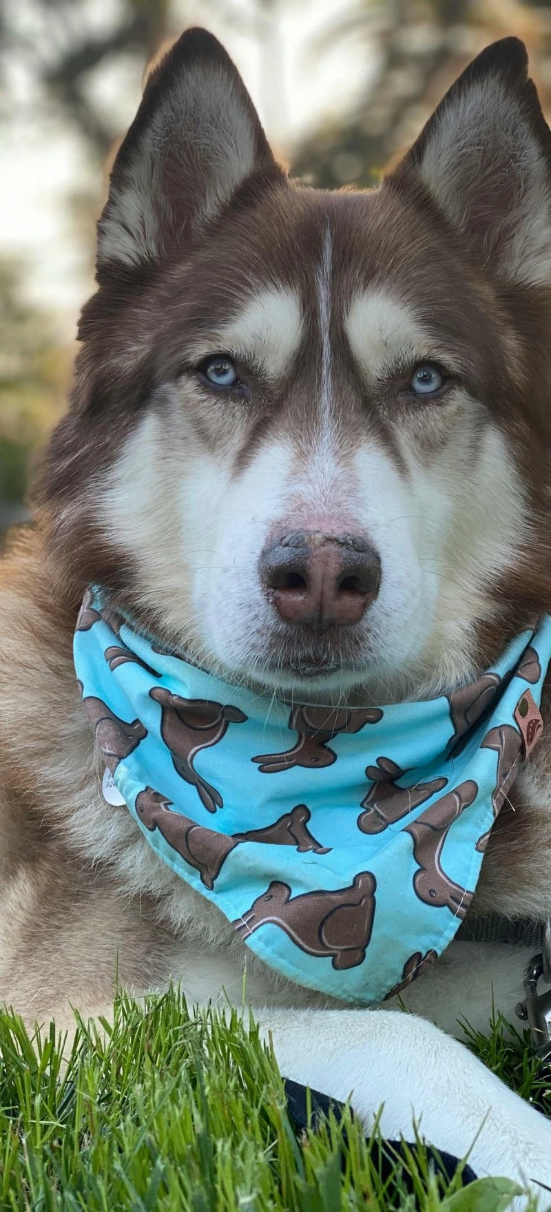 Husky with Bandana 4K Mobile Wallpaper
